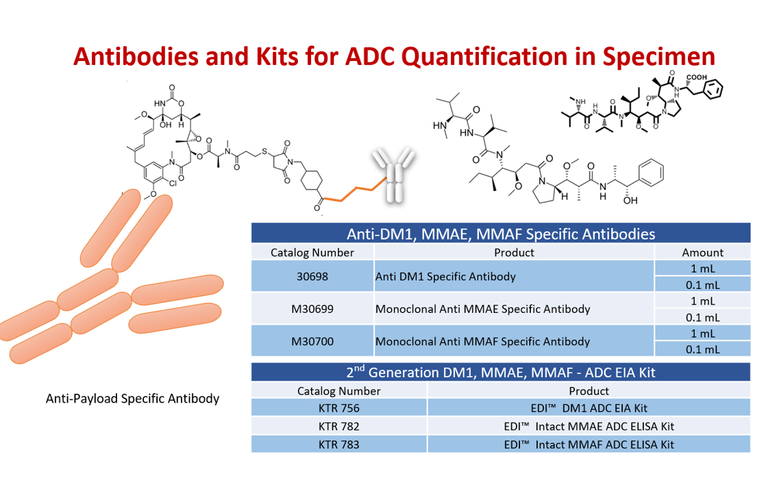 Antibodies and Kits for ADC Quantification in Specimen
